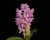 Aerides odorata x sib (Pink color)