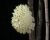 Den. purpureum (white)  x  sib