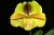 Paph. Lippewunder