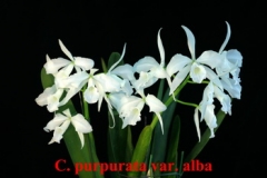 C. (L.) purpurata var. alba  x  sib ('Beauty' x 'Bride')