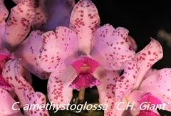 C. amethystoglossa  x  sib ('Ching Hua Flare'  x  'C.H. Giant')