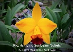 Rlc. Hsinying Sunbeam 'Juliets'