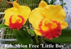 Rth. Shion Free 'Little Boy'