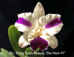 Rlc. Fong Yuan Beauty 'Da-Hsin #7'
