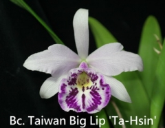 Bc. Taiwan Big Lip 'Ta-Hsin'