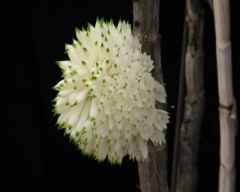 Den. purpureum (white)  x  sib