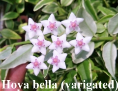 Hoya bella (varigated)