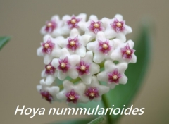 Hoya nummularioides