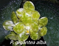P. gigantea alba 'Hsinying' x self