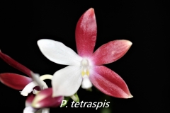 P. tetraspsis 'C1'