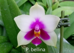 P. bellina