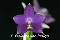 Phal. violacea f. coerulea 'Blue Indigo' x sib