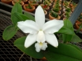 C. violacea f. alba x sib ('OCN White' x 'Valter Rocha')