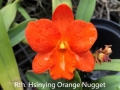Rth. Hsinying Orange Nugget 'Orange Queen'