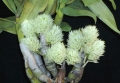 Den. ophioglossum var.album (capituliflorum) x  sib