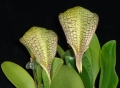Bulb. Taiwan Cicad (arphakianum x burfordiense)
