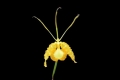 Psychopsis (Oncidium)  papilio ( yellow Form)  x  self