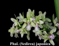 Phal. (Sedirea) japonica