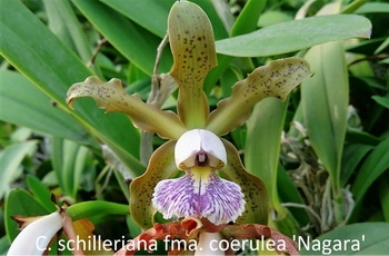 C. schilleriana fma. coerulea 'Nagara' x self C1710