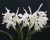 C. maxima var. alba 'Koenigin Sylva' SM/DOG