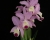 C. Janice Evans 'Sweet Sixteen' CCM/AOS