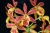 Cty.(Eplc.) Volcano Trick 'Fire Dance'