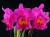 Rlc.(Blc.) Pink Empress 'Ju-Sen' AM/AOS