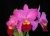 Rlc. (Pot.) Perfect Choice 'Purple Lady' BM/JOGA