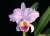 C. trianae 'A.C. Burrage' AM/RHS JOS