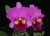 Rlc. (Blc.) Always Dream 'Volcano Queen'
