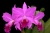 C. labiata var. rubra 'Ching Hua #1' SM/TOGA