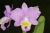 Rlc. Memoria Victoria Kam' Fascination'