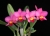 Rth. (Pot.) Petit Patti 'Lucky'