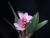Ctt. (Slc.) Japanese Beauty