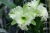 Rlc. Golf Green 'Hair Pig'