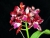 Ctt. Sagarik Wax 'Dark Africa'