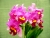 Rlc. (Pot.) Taichung Beauty 'CM #8'
