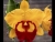 Rlc. Village Chief Headache 'Golden Pin'