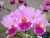 Rlc. (Blc.) Rose Whisper 'Suisei' SM/TOGA