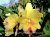 Rlc. Memoria Floyd Irvin Bachrach 'Hsinying'