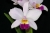 Rth. Hsinying Starlight 'Pink Lady'