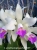 C. amethystoglossa semi-alba 'MIT'