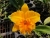 Rlc. Songher Gold 'Pington'