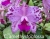 C. amethystoglossa 'MH' x self
