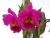 Blc. King of Taiwan 'Ta-Hsin'