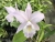 C. Sea Breeze 'Fellrath's Pride'