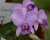 Ctt. (Lc.) Sierra Skies 'Leone' BM/JOGA