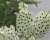 Den. smillieae var. album