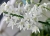 Den. White Grace 'Sato' BM/JOGA