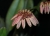 Bulb. roxburghii